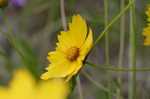 Lance coreopsis